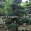 揭陽(yáng)造型羅漢松小苗樹(shù)苗古樹(shù)普寧造型羅漢松日本產(chǎn)地基地直銷