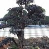 浙江紅花繼木樹(shù)莊。福建直銷。揭陽(yáng)產(chǎn)地供應(yīng)。普寧批發(fā)。紅繼木價(jià)