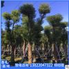 香樟樹(shù)苗批發(fā)工程綠化樟樹(shù)苗色塊綠籬行道點(diǎn)綴四季常青香樟樹(shù)直銷