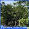 批發(fā)骨架鳳凰木樹(shù)苗12公分園林景觀工程規(guī)格整齊風(fēng)景樹(shù)種類