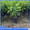 揭陽基地庫存供應大紅花袋苗。熱銷產品。花海公園擺設。園林設計