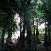 造型精品小葉榕 盆栽盆景細葉榕 庭院觀賞榕樹 漳洲產地直銷