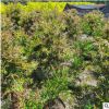 精品綠化苗木 紅千層球形40-80cm大 紅千層自然樹形120cm高