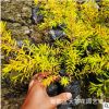 綠化苗木千層金苗 黃金香柳 各種規(guī)格千層金杯苗30-40cm高