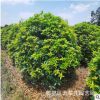 花木桂花樹基地直銷 四川熟貨地籠桂花 青巔桂花樹高度2.0-2.2m