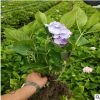 基地直銷無(wú)盡夏八仙花繡球花盆栽規(guī)格齊全別墅景觀量大從優(yōu)