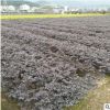 紅花檵木毛球工程采購(gòu)量大從優(yōu)基地直銷批發(fā)規(guī)格齊全裸根盆栽