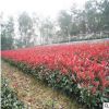 紅葉石楠小毛球柱子基地柱子基地直銷批規(guī)格齊全地被植物別墅景觀