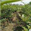 基地直銷小葉蚊母地栽球品種規(guī)格齊全工程量大從優(yōu)熱賣