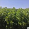 法國冬青青珊瑚花葉的規(guī)格品種齊全量大從優(yōu)工程基地直銷