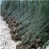 基地直銷紫竹慈孝竹青竹工程量大從優(yōu)品種齊全質(zhì)量優(yōu)