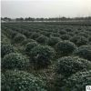 基地直銷無刺構(gòu)骨各種規(guī)格品種齊全量大從優(yōu)批發(fā)供應(yīng)工程