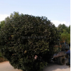 桂花樹裝車現(xiàn)場，桂花圖片\桂花樹裝車現(xiàn)場，桂花報價