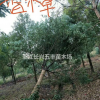 香樟樹各種規格！
