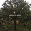 湖南供應香泡規(guī)格齊全