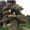 大小規格造型欏木石楠2基地