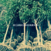 浙江紅楓大型種植基地報(bào)價(jià)及處理