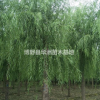 保定出售大規格垂柳，價格便宜