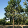 出售嫁接香花槐6到15公分，嫁接香花槐基地，價格便宜