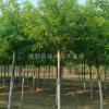 金葉白蠟基地，批發價，金葉白蠟直銷，金葉白蠟圖片