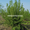 叢生暴馬丁香基地，批發價，質高價優