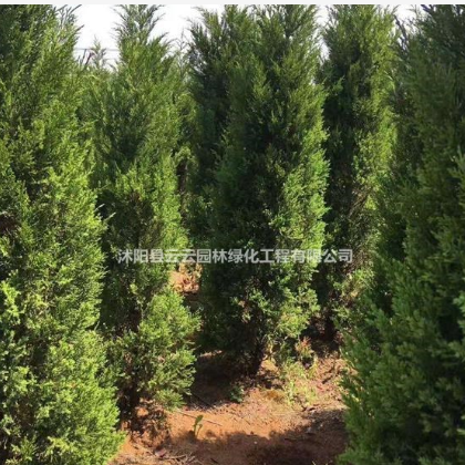 大量檜柏出售 檜柏價格
