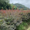 供當年生與2/3/4公分小苗紅楓紅梅垂絲海棠櫻花雞爪槭