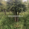 協燦苗木供3-30公分櫸樹羽毛楓紅梅紅梅楓叢生紫薇紅葉李櫻花