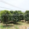 金桂樹苗批發桂花苗 庭院綠化芳香花卉植物四季桂花樹苗規格齊全