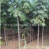 批發丁香樹苗 園林綠化工程苗木 白 紫丁香花苗 叢生丁香樹苗