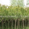 速生白蠟樹苗批發(fā) 園林工程綠化苗木 庭院觀葉植物白蠟小苗