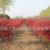 綠化苗木 日本紅楓 工程綠化苗木 園林行道樹 紅楓苗