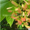 直銷五角楓樹苗綠化苗木庭院觀賞量大從優(yōu)五角楓樹苗規(guī)格齊全基地