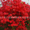 映山紅批發(fā) 杜鵑花苗綠化花木滿山紅 庭院觀賞花卉映山紅盆栽