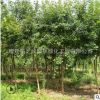 五角楓樹苗批發(fā)工程綠化苗木五角槭苗 五角楓樹苗 園林觀賞植物