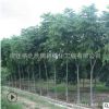 苦楝樹苗批發(fā)綠化苗木大型風(fēng)景樹 金鈴子紫花苦楝易成活