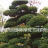 五針松盆景造型樹批發(fā) 優(yōu)質(zhì)精品造型樹盆栽五針松造型批發(fā)