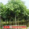 直銷工程苗供應(yīng)七葉樹樹七葉樹小苗 規(guī)格齊全 園林綠化觀葉植物