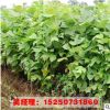 供應(yīng)綠化工程苗木 馬褂木小苗 鵝掌楸 25公分 規(guī)格齊全 行道樹苗
