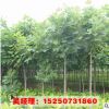 供應(yīng)綠化工程苗木 馬褂木小苗 鵝掌楸 25公分 規(guī)格齊全 行道樹苗