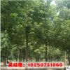 批發(fā)香樟樹苗 工程苗香樟小苗 大小苗齊全3-10公分 工程綠化