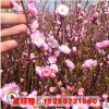 重瓣榆葉梅 叢生榆葉梅樹苗批發(fā) 規(guī)格齊全 工程綠化苗木 景觀綠化