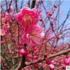 基地直銷紅梅樹骨里紅紅梅樹苗 原生實(shí)生嫁接紅梅樹苗規(guī)格齊全