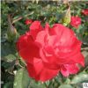品種月季樹大花月季批發(fā) 成活率高 紅帽月季苗 30-40高紅帽月季