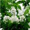 苗圃直銷泡桐樹苗 泡桐樹 紫花泡桐苗 工程綠化行道樹 量大優(yōu)惠