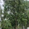 基地批發(fā)烏柏樹苗大烏柏樹 綠化工程用樹行道樹3-30公分烏柏樹