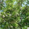 基地銷售香花槐樹(shù)苗 刺槐樹(shù)苗行到風(fēng)景綠化樹(shù)苗觀花植物 量大優(yōu)惠