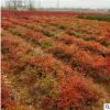 南天竹 南天竺園林綠化基地批發直銷庭院種量大優惠四季常青