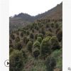 桂花樹 供應批發地籠桂八月桂苗木 園林綠化庭院 工程苗木