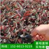紫葉吊竹梅吊蘭綠植盆栽帶盆 垂吊爬藤花卉室內桌面客廳觀葉植物